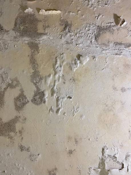 Best Mold Damage Repair  in Oakbrook Terrace, IL